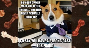 meet-lawyer-dog-fetch