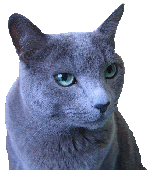 russisch-blau-katze-of-blue-sinfonie-019