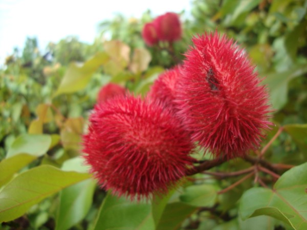 achiote rojo1