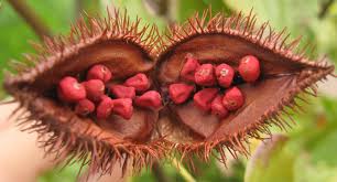 achiote