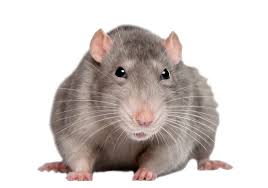 rat
