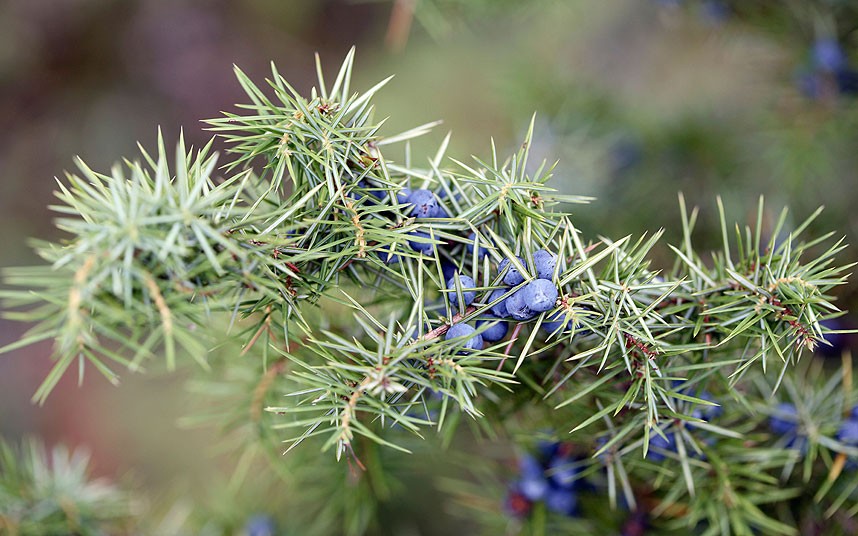 Juniper_berries_2595104k
