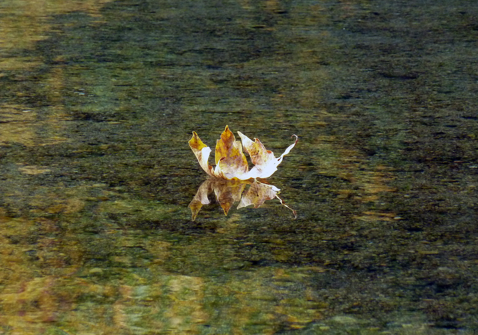 P1050478autumn-leaf-on-water.jpg
